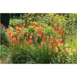 Nasiona Trytomia groniasta szt.3 Nxx352