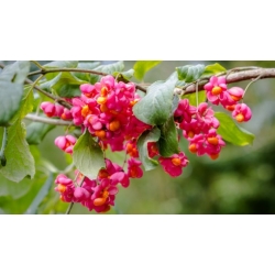 Nasiona Trzmielina pospolita szt.10 NSxx8