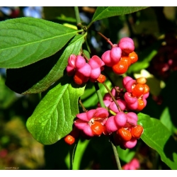 Nasiona Trzmielina pospolita szt.10 Nxx689