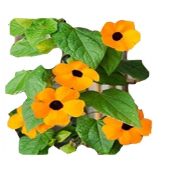 Nasiona Tunbergia oskrzydlona szt.10 N509