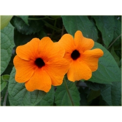 Nasiona Tunbergia oskrzydlona szt.10 Nxx509