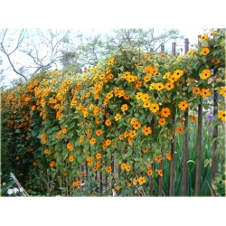 Nasiona Tunbergia oskrzydlona szt.10 Nxx509