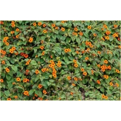 Nasiona Tunbergia oskrzydlona szt.10 Nxx509