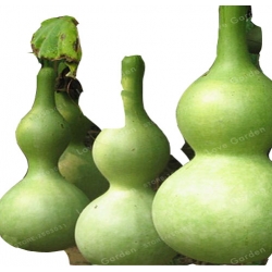 Nasiona Tykwa butelkowa Gurda szt.3 N515