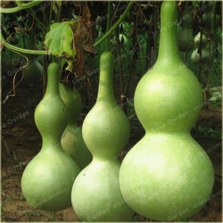 Nasiona Tykwa butelkowa Gurda szt.3 Nxx515