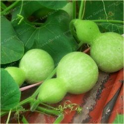 Nasiona Tykwa butelkowa Gurda szt.3 Nxx515