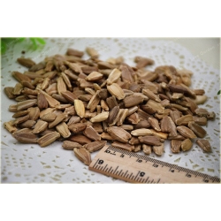 Nasiona Tykwa butelkowa Gurda szt.3 Nxx515