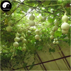 Nasiona Tykwa butelkowa Gurda szt.3 Nxx515