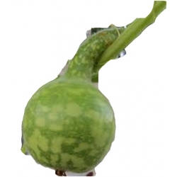 Nasiona Tykwa butelkowa Swan Specked zielona jadalna i ozdobna szt.3 N524
