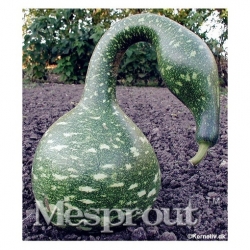 Nasiona Tykwa butelkowa szt.3 Nxx524