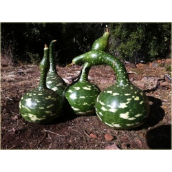 Nasiona Tykwa butelkowa szt.3 Nxx524