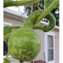 Nasiona Tykwa butelkowa szt.3 Nxx524