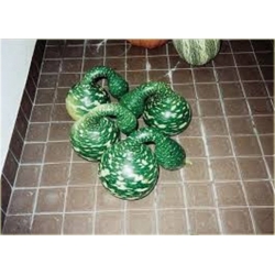 Nasiona Tykwa butelkowa szt.3 Nxx524