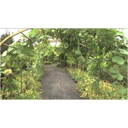 Nasiona Tykwa butelkowa szt.3 Nxx524