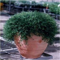 Nasiona Tymianek cytrynowy szt.5 Nxx273