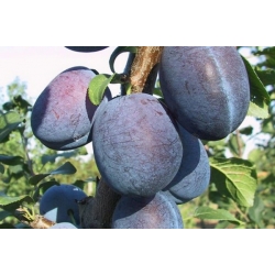 nasiona Węgierka Wangenheima Prunus domestica szt5 Fore206