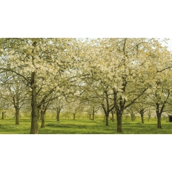 nasiona Węgierka Wangenheima Prunus domestica szt5 Fore206