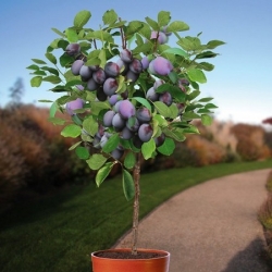 nasiona Węgierka Wangenheima Prunus domestica szt5 Fore206