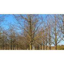 nasiona Węgierka Wangenheima Prunus domestica szt5 Fore206