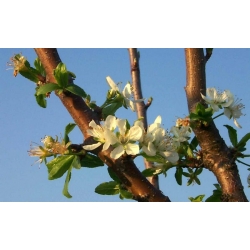 nasiona Węgierka Wangenheima Prunus domestica szt5 Fore206