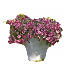 Nasiona Werbena mix szt.5 N175