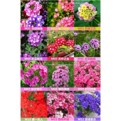 Nasiona Werbena mix szt.5 Nxx175