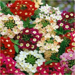 Nasiona Werbena mix szt.5 Nxx175