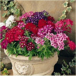 Nasiona Werbena mix szt.5 Nxx175