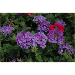 Nasiona Werbena mix szt.5 Nxx175