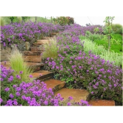 Nasiona Werbena mix szt.5 Nxx175