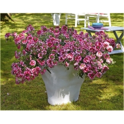 Nasiona Werbena mix szt.5 Nxx175