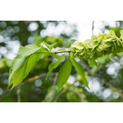 nasiona Wiąz górski Ulmus glabra szt5 Fore234