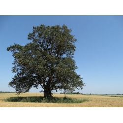 nasiona Wiąz górski Ulmus glabra szt5 Fore234