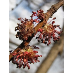 nasiona Wiąz górski Ulmus glabra szt5 Fore234