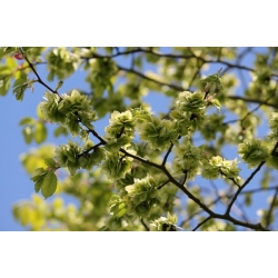 nasiona Wiąz górski Ulmus glabra szt5 Fore234