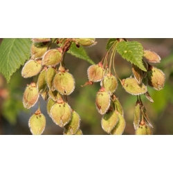 nasiona Wiąz szypułkowy Ulmus laevis szt5 Fore235