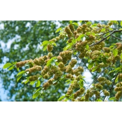 nasiona Wiąz szypułkowy Ulmus laevis szt5 Fore235