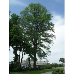 nasiona Wiąz szypułkowy Ulmus laevis szt5 Fore235