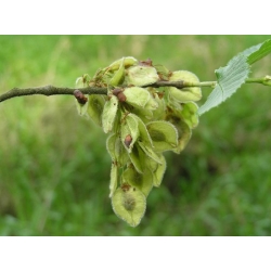 nasiona Wiąz szypułkowy Ulmus laevis szt5 Fore235