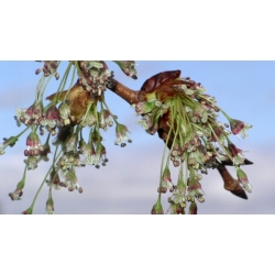 nasiona Wiąz szypułkowy Ulmus laevis szt5 Fore235