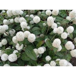 Nasiona Wiecznik Gomfrena biały szt.5 Nxx676