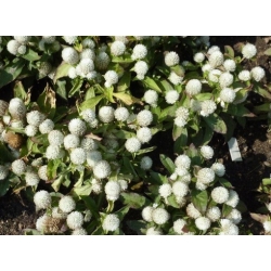 Nasiona Wiecznik Gomfrena biały szt.5 Nxx676