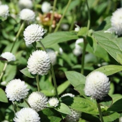 Nasiona Wiecznik Gomfrena biały szt.5 Nxx676