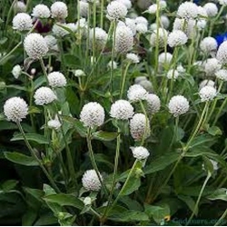 Nasiona Wiecznik Gomfrena biały szt.5 Nxx676