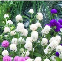 Nasiona Wiecznik Gomfrena biały szt.5 Nxx676