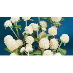 Nasiona Wiecznik Gomfrena biały szt.5 Nxx676