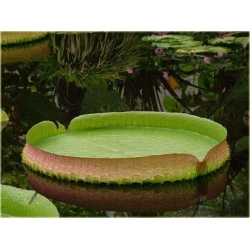 Nasiona Wiktoria królewska lilia szt.2 Nxx552