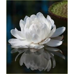 Nasiona Wiktoria królewska lilia szt.2 Nxx552