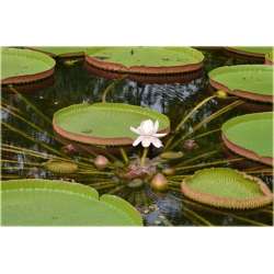 Nasiona Wiktoria królewska lilia szt.2 Nxx552