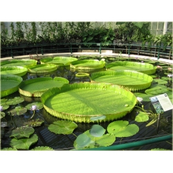 Nasiona Wiktoria królewska lilia szt.2 Nxx552